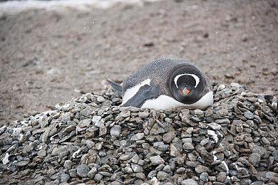 《缺氧》百发齐放更新现已上线 新增更多流星雨玩法