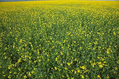 《上古卷轴6》在B社被收购前并非Xbox独占游戏